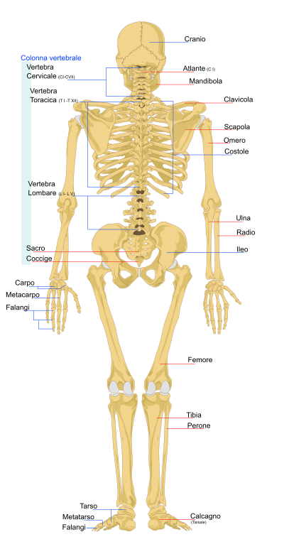 Human skeleton back it
