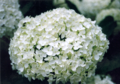 Hydrangea macrophylla, flors