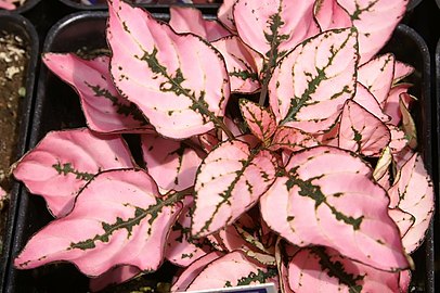 H. phyllostachya 'Pink Splash'