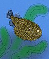Iraniplectus, um peixe.