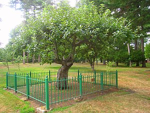 Isaac Newton apple tree, Babson College, 231 F...