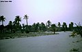 The Oasis of Jahra Nature Reserve