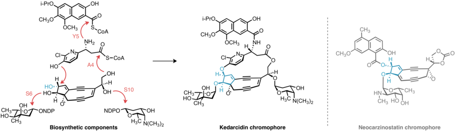 Proposed component-based biosynthesis of kedarcidin chromophore. Inversion at C11 of the common enediyne core is invoked to explain the relative stereochemistry of the final product, which differs from most other enediynes, including neocarzinostatin chromophore.