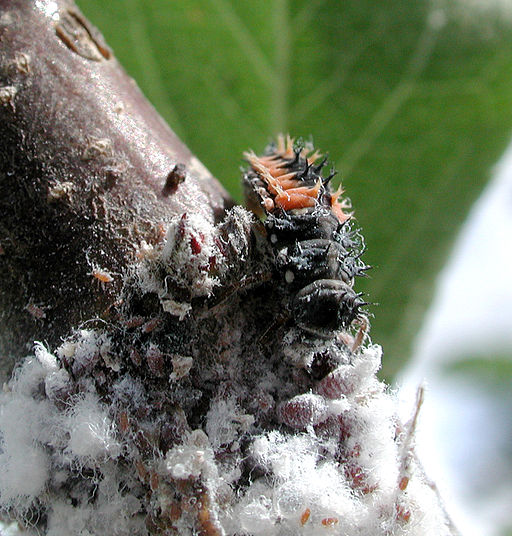 Ladybird aphid 7462