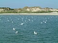 Le Touquet-Paris-Plage - Dunes au sud, vues de la mer