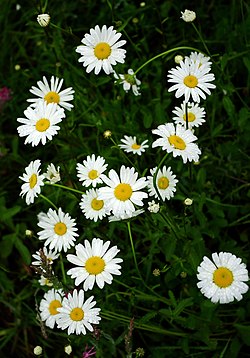 Parastā pīpene (Leucanthemum vulgare)