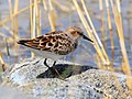 Calidris minuta