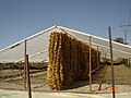 Folhas de tabaco sendo secas em Makrigialos, em Creta, na Grécia