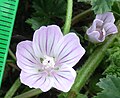 Flowers pinky with bold veins or may be pale