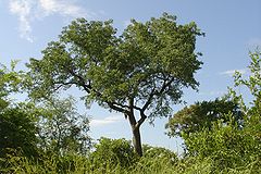 Marula arbo