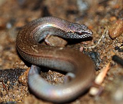 Description de l'image McCoys Skink (Nannoscincus maccoyi) (8578794925).jpg.