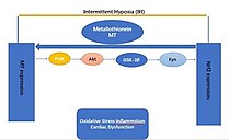 Through PI3K/Akt/GSK-3-mediated regulation of Fyn, Nrf2-functional negative regulator, by transferring it from nuclei to cytosol, MT expression in response to IH has a certain feed-back effect on the function of Nrf2.