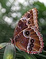 Morpho peleides (Morphini)