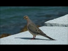 Файл: Mourning Dove на seawall.ogv