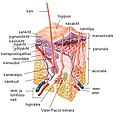 Pisipilt versioonist seisuga 25. veebruar 2008, kell 23:05