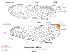 Drawing of Nannodiplax wings