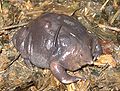 Ljubičasta žaba (Nasikabatrachus sahyadrensis), živi fosil otkriven 2003.