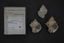 Центр биоразнообразия Naturalis - RMNH.MOL.198695 - Cymia tecta (Wood, 1828) - Muricidae - Mollusc shell.jpeg