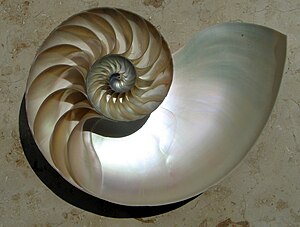 A nautilus shell viewed from above (left), from underneath (centre), and a hemishell showing the camerae in a logarithmic spiral (right)