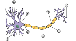 Neuron, LangNeutral