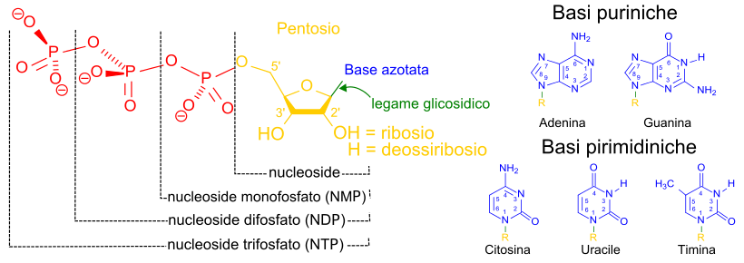 Elementi costitutivi di nucleotidi comuni