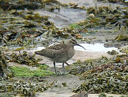 Avrupalı alt tür Numenius phaeopus phaeopus