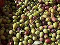 Pozbierané olivy pripravené na spracovanie.