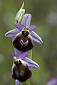 Ophrys argolica[d] (IUCN)