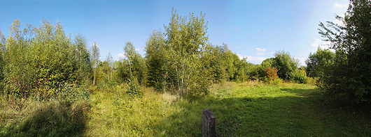 Panoramablick mit Pionier-Waldland auf der linken und offenem Grasland auf der rechten Seite