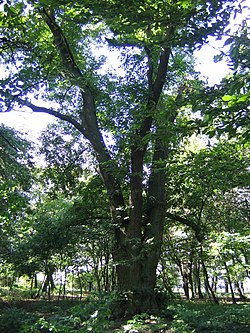 Park in Młodojewo-Parcele