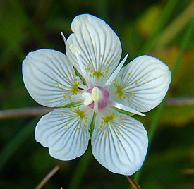 Parnassia palustris — Белозор болотный