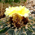 Parodia sellowii