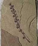 Pentacentron sternhartae fossil