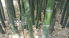 Description de l'image Phyllostachys viridis.jpg.