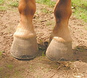 Pieds de cheval