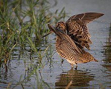 Pin-tailed Snipe.jpg