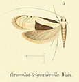 Ceromitia trigoniferella (Nematopogoninae)