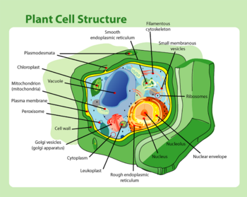 Schematic of typical plant cell (see table 2 for a comparison between plant and animal cells)