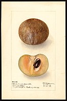 Image of sapodillas (scientific name: Manilkara zapota), with this specimen originating in Miami, Dade County, Florida, United States (1906)