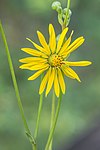 Silphium terebinthinaceum