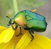 Protaetia cuprea (copper chafer). Beetles are the most diverse order of arthropods. Protaetic cuprea ignicollis 2023-03-22 IZE-066 zoom.jpg