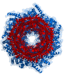 Top view of the proteasome above. Proteaosome 1fnt top.png