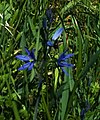 A closer view of a camas plant (Camassia quamash)