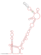 Sarbecovirus-3UTR Secondary structure taken from the Rfam database. Family RF03125