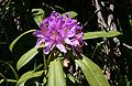 Rhododendron ponticum