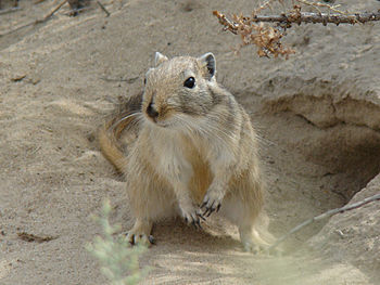 English: Great gerbil (Rhombomys opimus). Baik...