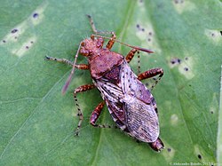 Rhopalus subrufus (Latvija, Vangaži)