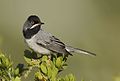 Rüppell's warbler Curruca ruppeli