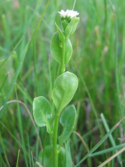 Valkosuolapunka (Samolus valerandi)