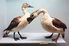 Sarkidiornis melanotos - Royal Museum for Central Africa - DSC06799.JPG